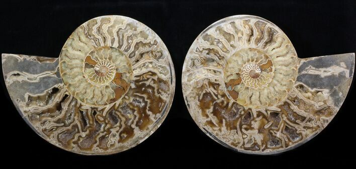 Choffaticeras (Daisy Flower) Ammonite #41668